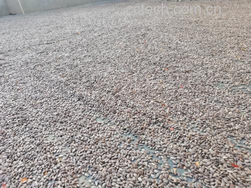 吊茄子药材图示