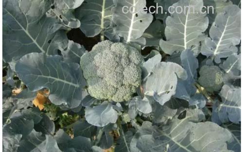 一片开阔的有机西兰花种植田,植株排列整齐,叶片宽大翠绿,花球饱满紧凑,农民正在田间进行人工采收,天空晴朗,展现可持续农业场景 西兰花田地种植