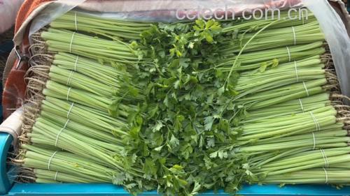 图片说明:新鲜的西芹与紫皮洋葱并列摆放,展示其自然色泽与质地 西芹与洋葱食材对比图