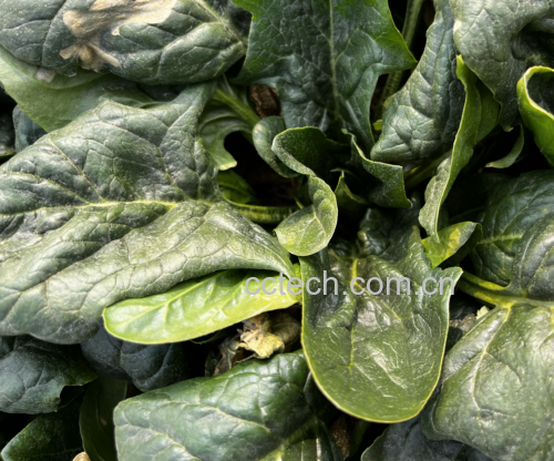 新鲜绿色菠菜叶片特写,展示其光滑叶面与清晰叶脉 菠菜叶片特写