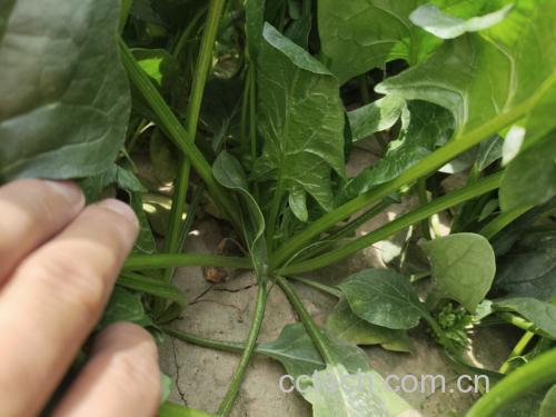 菠菜在沸水中焯水的过程示意图,展示其去涩的关键步骤 菠菜焯水示意图