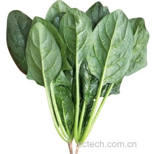 菠菜主要营养成分图表,包括维生素、矿物质和膳食纤维含量 菠菜营养成分表