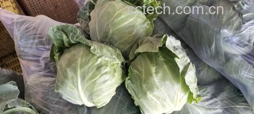 色彩丰富的甘蓝沙拉摆盘 甘蓝制作的沙拉摆盘图