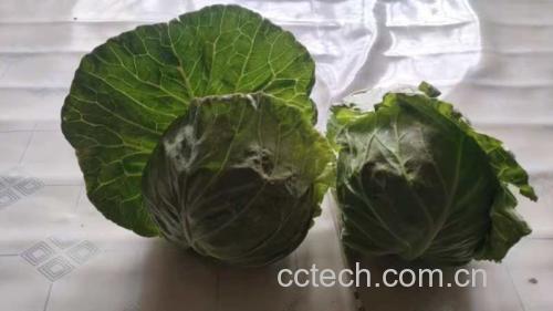 新鲜绿甘蓝被切成细丝并摆放在白色盘子中 准备好的绿甘蓝丝