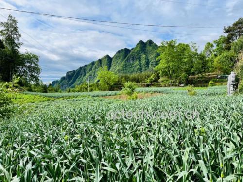 新鲜采摘的绿色蒜薹,表面带有自然露水,背景为田园田野 蒜薹实物图