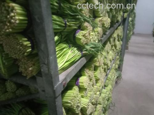 市场摊位上摆放整齐的绿色蒜薹,旁边配有不同成熟度对比图,帮助消费者辨别品质优劣 蒜薹选购示意图