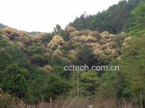 82岁李桂英奶奶在黑龙江伊春小兴安岭蜂场展示新采椴树蜜,蜜脾完整封盖,蜜液呈清亮浅琥珀色,表面泛细腻油润光泽,体现高成熟度与低水分活度特征 82岁李桂英奶奶在自家蜂场手持刚摇出的椴树蜜脾,蜜色呈浅琥珀色,质地浓稠拉丝,背景可见小兴安岭原始林与木质蜂箱