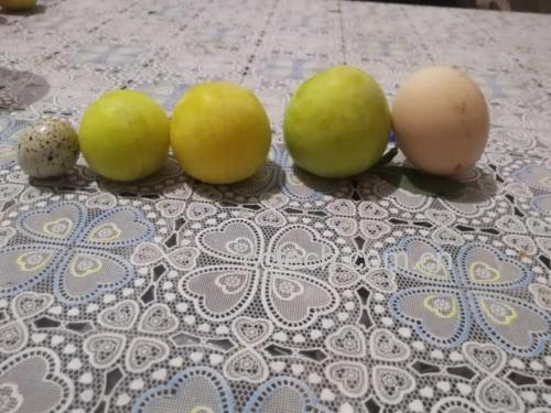 新鲜李子与香瓜子并列摆放于木质托盘中,背景为自然光下的厨房桌面 李子与香瓜子摆盘图