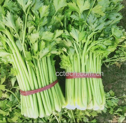 图片说明:一道凉拌西芹洋葱摆盘精美,色泽鲜亮,佐以柠檬点缀 西芹洋葱凉拌成品图