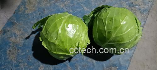 蒸软的甘蓝叶包裹馅料,排列整齐在蒸盘中,准备再次蒸制 甘蓝蒸菜卷示意图