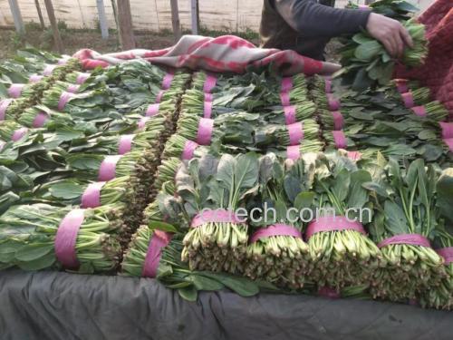 展示清洗干净、整齐码放的新鲜菠菜 清洗后的菠菜