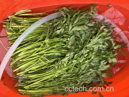 芹菜炒鸡蛋成品图,色彩鲜艳,摆盘整洁 芹菜炒鸡蛋