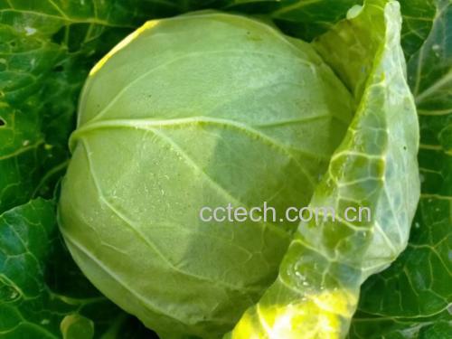 新鲜采摘的球茎甘蓝,表面光滑,颜色翠绿 球茎甘蓝实物图