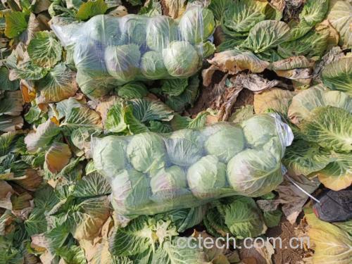 甘蓝焯水过程:锅中烧开水后快速焯烫甘蓝丝 甘蓝焯水过程