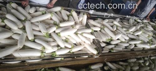 白萝卜煮水过程