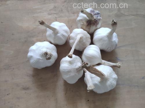 熟独头蒜搭配橄榄油和香草摆放在木质餐盘上,旁边是沙拉和面包 熟独头蒜料理展示