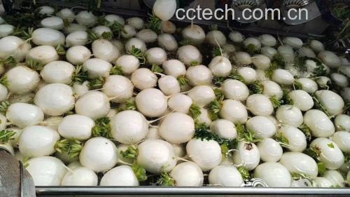 新鲜白萝卜清洗与切块过程 清洗与切块