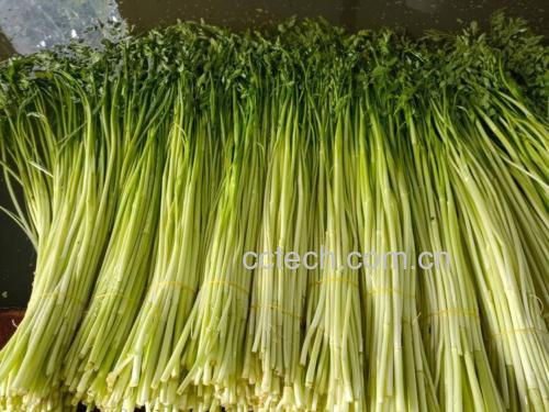 一碗清爽的芹菜沙拉,配以橄榄油和柠檬汁调味 芹菜沙拉搭配图