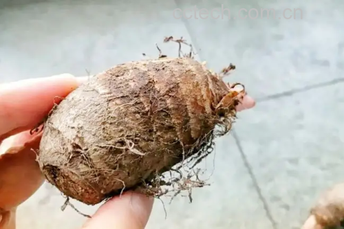 芋头炖汤的烹饪场景,展现其作为家庭健康食材的常见做法 芋头炖汤场景图