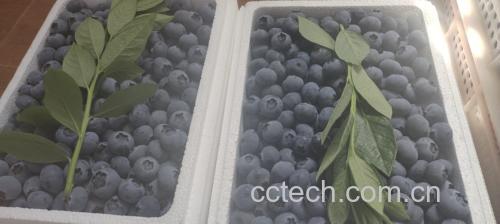 羽衣甘蓝奇亚籽奶昔成品图