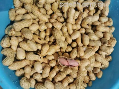 图片展示如何合理搭配花生与水果、全谷物一起食用,体现科学饮食理念 健康食用花生与瓜子的小贴士