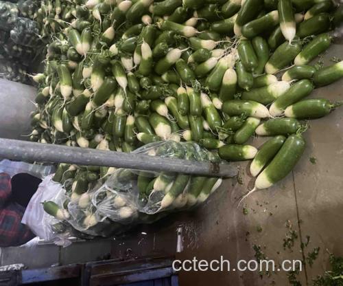 新鲜白萝卜切片与绿色绿豆颗粒并列摆放 白萝卜和绿豆的食材特写
