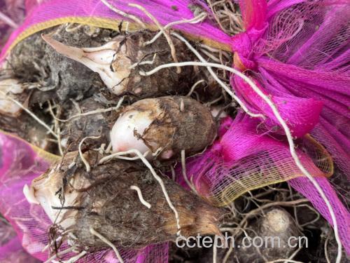 芋头与红薯、土豆的营养成分对比柱状图,突出显示芋头在膳食纤维、钾含量方面的优势 芋头营养对比图