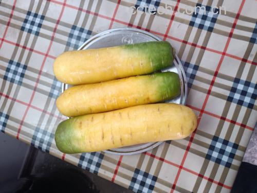 展示胡萝卜和黄瓜切片的外观与质地对比,突出两者的口感差异 胡萝卜和黄瓜切片对比图