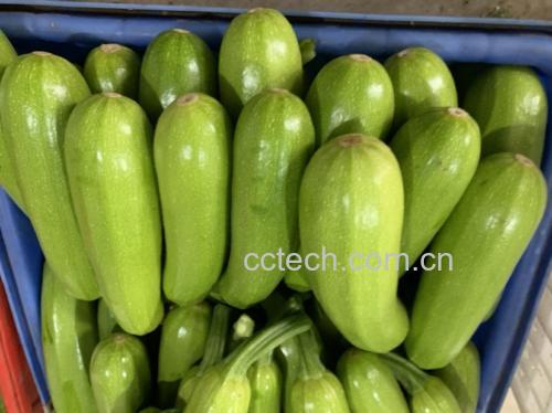 图片说明:新鲜采摘的生菜与西葫芦并列摆放,展示其颜色与形态差异 生菜和西葫芦的外观对比图