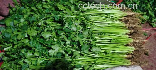一盘新鲜采摘的绿叶香菜,叶片翠绿、茎部鲜嫩 香菜植株特写