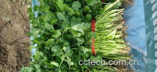 展示一株完整的香菜植株,叶片翠绿,根部清晰可见 香菜植株特写