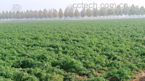 胡萝卜田间种植图,阳光下的胡萝卜地,绿叶覆盖,部分根部露出地面 胡萝卜田间种植图