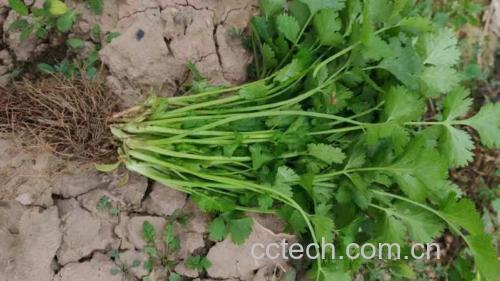 新鲜绿色香菜植株,叶片翠绿,茎秆细长 香菜特写图