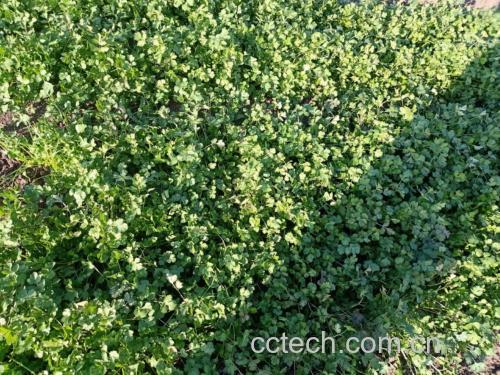 阳光下的香菜种植田,整齐排列的香菜苗生机勃勃 香菜种植地实景图