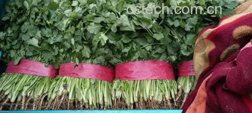 香菜与黄瓜、西红柿、紫甘蓝等蔬菜共同摆放在木质餐盘中,色彩丰富,清新自然 香菜与其他蔬菜搭配示意图