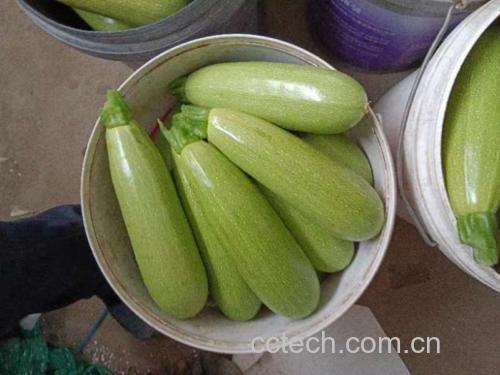 高清俯拍:调好的西葫芦芹菜馅料盛于白瓷碗中,色泽青翠明亮,质地蓬松湿润,表面泛自然油光,无积水、无结块,可见清晰芹菜丁与西葫芦茸颗粒 西葫芦芹菜饺子馅成品特写