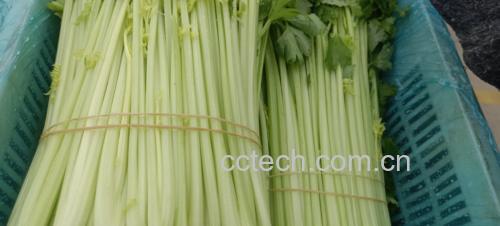 芹菜根与红枣的组合:天然食材的完美搭配 芹菜根与红枣的组合