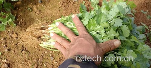 香菜开花期特写——展示可食用初花状态,花序完整、洁净、无病斑,符合安全采摘标准 香菜植株开花特写:一株健壮香菜主茎顶端抽出细长花梗,簇生白色五瓣小花,呈典型复伞形花序结构,花瓣饱满未凋谢,背景为疏松黑褐色园土与少量绿色基生叶