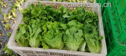 生菜沙拉成品图,色彩丰富,清新爽口 生菜沙拉成品图