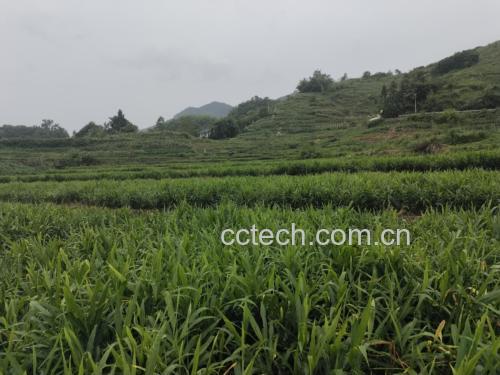 无人机俯视视角:山东省济南市莱芜区高庄街道有机姜种植基地,呈规则梯田布局,黑色全生物降解地膜全覆盖,膜上整齐排列姜种芽点;田埂铺设青石板,嵌入不锈钢铭牌刻有“国家地理标志产品 莱芜白姜”及AGI编号;背景山体设大型立体石雕,呈现抽象化生姜造型与地理坐标经纬度 莱芜白姜标准化种植基地航拍图:冬日梯田式有机姜田,覆黑色可降解地膜,田埂标识“国家地理标志产品 莱芜白姜”字样,远处山峦可见“莱芜生姜”地理标志图案石碑