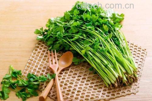 新鲜鹅蛋与翠绿香菜并列摆放于木质餐盘上 鹅蛋与香菜摆盘图
