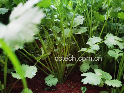绿色香菜植株特写,展示叶片与茎部细节 香菜植株特写图