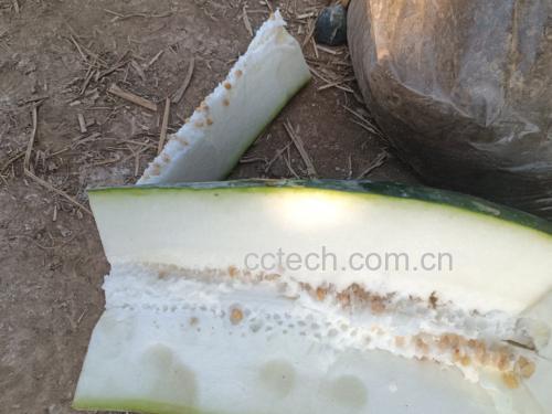 冬瓜切开的横截面,露出白色果肉和黑色种子 冬瓜切开的横截面,露出白色果肉和黑色种子
