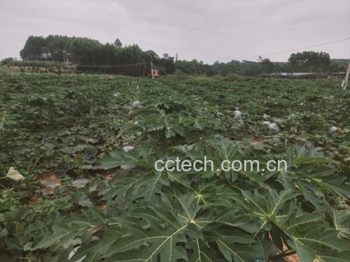 冬瓜田地种植图,绿色藤蔓间长出白色大冬瓜 冬瓜田地种植图,绿色藤蔓间长出白色大冬瓜