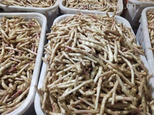 高清俯拍图:中央为带泥新鲜生姜块茎,顺时针环绕10种替代农产品——高良姜切片、新鲜菠萝果肉块、砂仁干燥果实、紫苏鲜叶、黑胡椒粒、山楂干片、姜黄粉(琥珀色)、桂圆肉(琥珀半透明)、陈皮丝(深褐色卷曲状)、枸杞子(暗红色椭圆果实),全部置于天然竹编托盘上,背景为浅灰麻布,突出农产品本真质感与色彩差异 生姜与10种替代农产品实物对比图