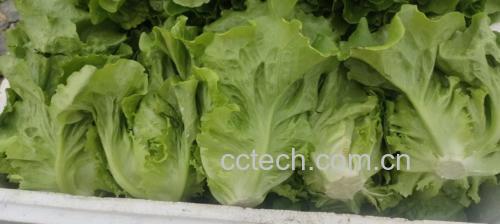 图为一道由白萝卜丝和切碎生菜制成的沙拉,配以橄榄油与柠檬汁调味,展现食材搭配后的美味形态 萝卜与生菜制作的沙拉成品图