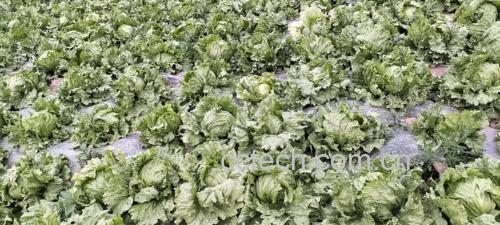 展示生菜的主要营养成分及冷冻前后的变化情况 生菜营养成分表