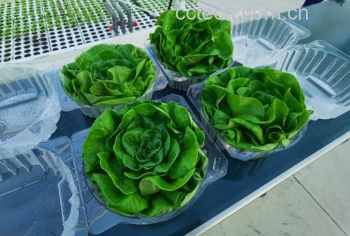 五种适合生吃的生菜特写对比图,展示奶油生菜、罗马生菜、鹿角生菜、芝麻菜、橡果生菜 五种适合生吃的生菜特写对比图