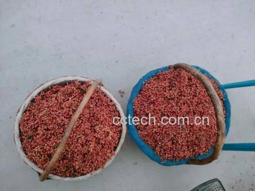 一盘新鲜采摘的红花椒,色泽鲜艳,颗粒饱满 花椒实物图