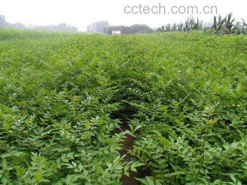 四川汉源花椒种植基地,阳光下的花椒树长势良好,果实累累 花椒种植园实景图